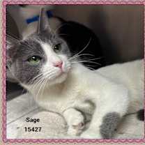 Thumbnail photo of SAGE #1