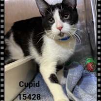 Thumbnail photo of CUPID #1