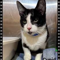 Thumbnail photo of CUPID #2