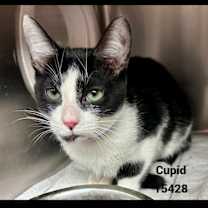 Thumbnail photo of CUPID #3