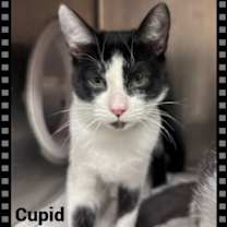 Thumbnail photo of CUPID #4
