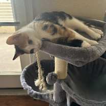 Thumbnail photo of Cali #1