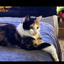 Thumbnail photo of Cali #2