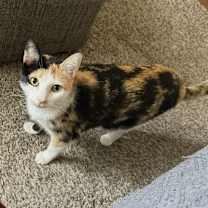 Thumbnail photo of Cali #3