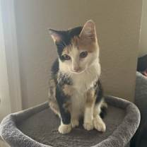 Thumbnail photo of Cali #4