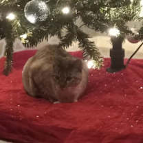 Thumbnail photo of Precious #1