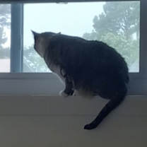 Thumbnail photo of Precious #2