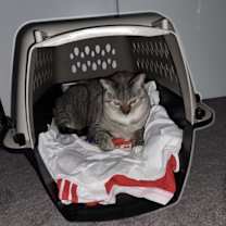 Thumbnail photo of Precious #3