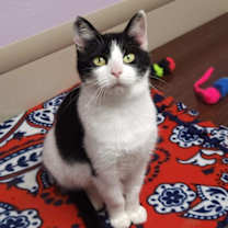 Thumbnail photo of Loon #1