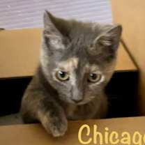 Thumbnail photo of Chicago #3