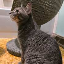 Thumbnail photo of Picasso #4