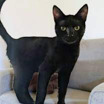 Thumbnail photo of Bustelo  #1