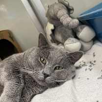 Thumbnail photo of Odin #1