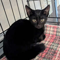 Thumbnail photo of Bustelo  #2