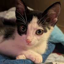 Thumbnail photo of Catiana #3