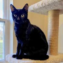 Thumbnail photo of Bustelo  #3