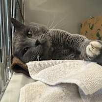 Thumbnail photo of Odin #2