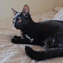 Thumbnail photo of Bustelo  #4