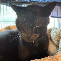 Thumbnail photo of Hawkeye #2