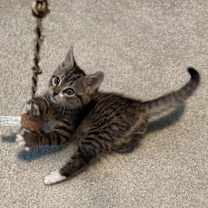 Thumbnail photo of Slate #4