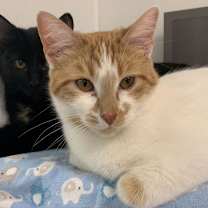 Thumbnail photo of Dandelion #2