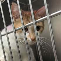 Thumbnail photo of Dandelion #3