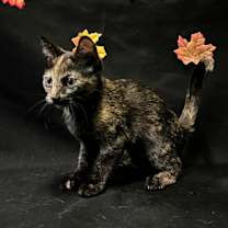 Thumbnail photo of Vogue #2