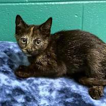 Thumbnail photo of Vogue #3