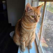 Thumbnail photo of Ancho #4