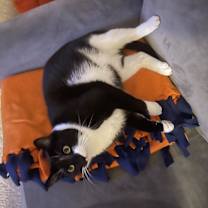 Thumbnail photo of Onyx #1