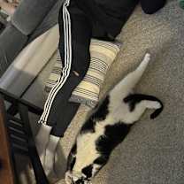 Thumbnail photo of Onyx #2