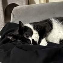 Thumbnail photo of Onyx #3