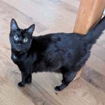 Thumbnail photo of Pegasus #3