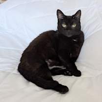 Thumbnail photo of Pegasus #4