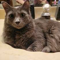 Thumbnail photo of Fido #1