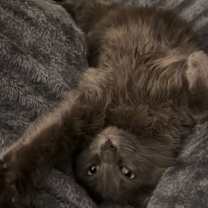 Thumbnail photo of Fido #2