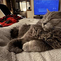 Thumbnail photo of Fido #4