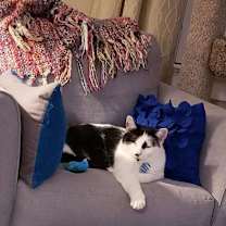 Thumbnail photo of Ozzy #3