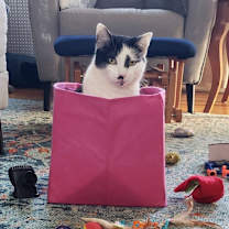 Thumbnail photo of Ozzy #2