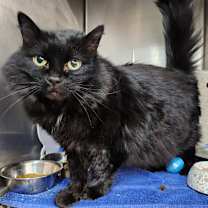 Thumbnail photo of Dion #3