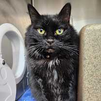 Thumbnail photo of Dion #4