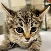 Thumbnail photo of Hughie #2