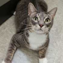 Thumbnail photo of Nola #1