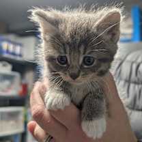 Thumbnail photo of Wilma #1