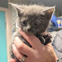 Thumbnail photo of Betty #1