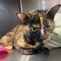 Thumbnail photo of Liter A’ Cola #1