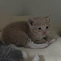 Thumbnail photo of Barney #2