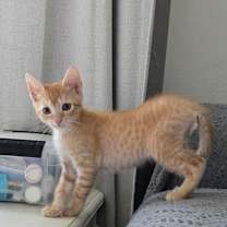 Thumbnail photo of Cheez-It #3