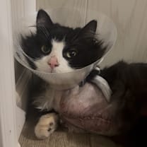 Thumbnail photo of Bear #1