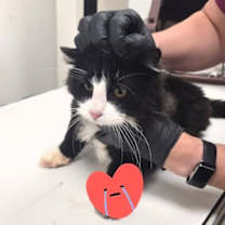 Thumbnail photo of Bear #2